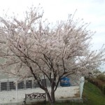 2014桜
